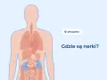 Ilustracja pokazuje ludzkie ciało z zaznaczonymi narządami wewnętrznymi. Dwa niebieskie organy, umiejscowione w dolnej części pleców, to nerki. Pytanie "Gdzie są nerki?" sugeruje, że ten obszar może boleć.