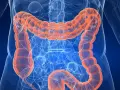 Anatomia jelita grubego, pomarańczowy, widoczny wewnątrz niebieskiego szkieletu ludzkiego. Badanie asamax.