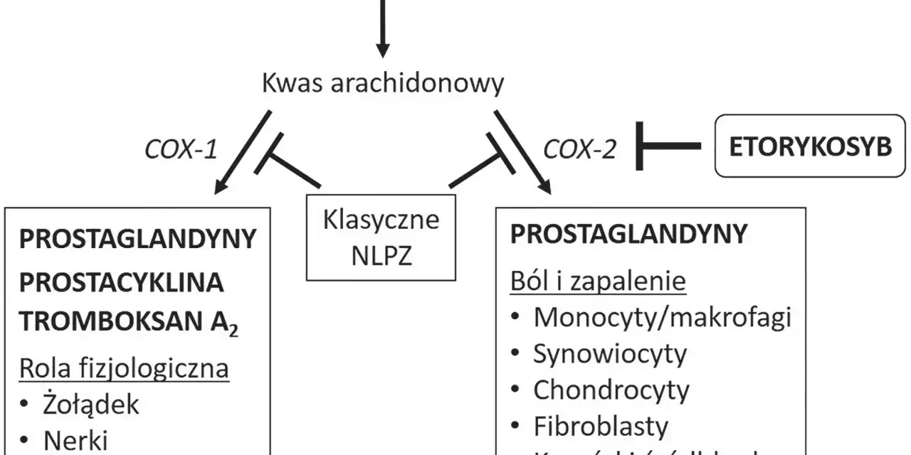 Schemat działania COX-1 i COX-2. Etorykoksib hamuje COX-2, wpływając na prostaglandyny związane z bólem i zapaleniem.