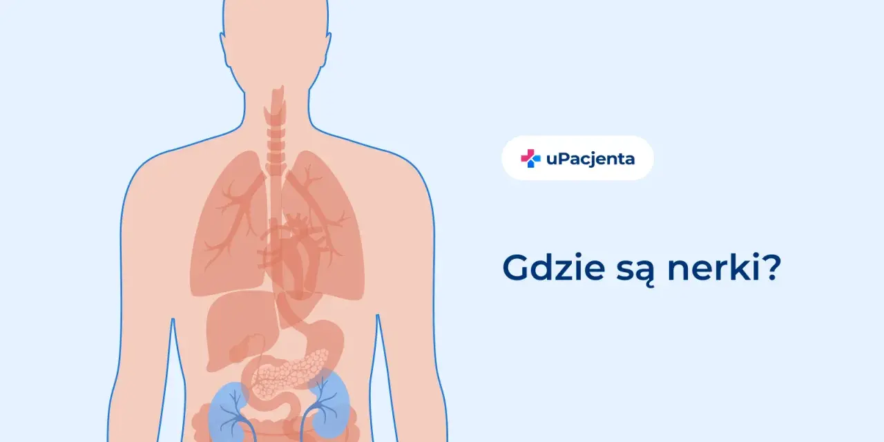 Ilustracja pokazuje ludzkie ciało z zaznaczonymi narządami wewnętrznymi. Dwa niebieskie organy, umiejscowione w dolnej części pleców, to nerki. Pytanie "Gdzie są nerki?" sugeruje, że ten obszar może boleć.