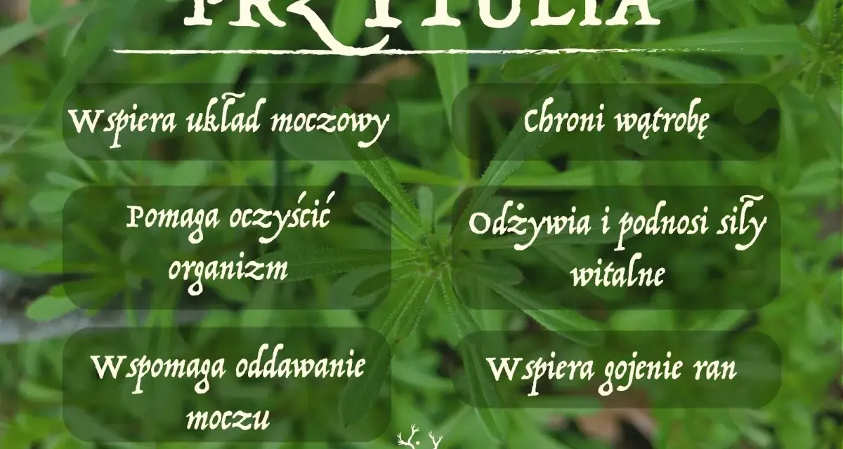 Przytulia czepna właściwości: wspiera układ moczowy, oczyszcza organizm, chroni wątrobę, odżywia i podnosi siły witalne, wspomaga oddawanie moczu i gojenie ran.
