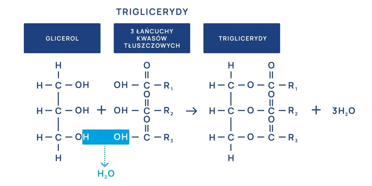 Schemat syntezy trójglicerydów, kluczowych dla metabolizmu i powiązanych z hiperlipidemią.