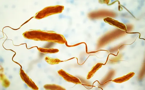 Bakterie Vibrio cholerae, wywołujące cholerę, z charakterystycznymi wiciami.