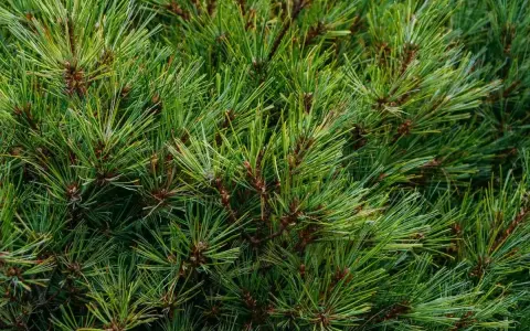 Gęste, zielone pedy sosny tworzą naturalny, leśny dywan.