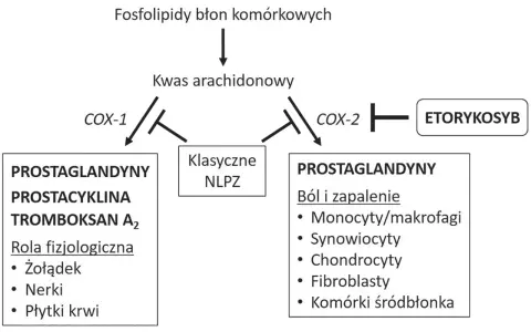Schemat działania COX-1 i COX-2. Etorykoksib hamuje COX-2, wpływając na prostaglandyny związane z bólem i zapaleniem.