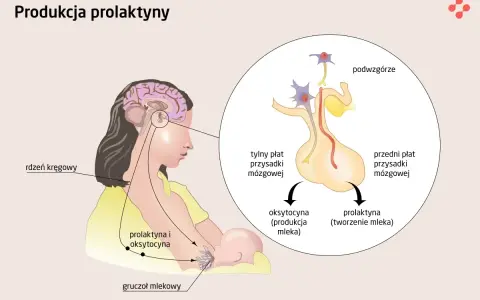 Wysoka prolaktyna: ginekolog czy endokrynolog - który specjalista pomoże?
