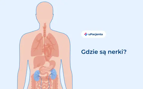 Ilustracja pokazuje ludzkie ciało z zaznaczonymi narządami wewnętrznymi. Dwa niebieskie organy, umiejscowione w dolnej części pleców, to nerki. Pytanie "Gdzie są nerki?" sugeruje, że ten obszar może boleć.