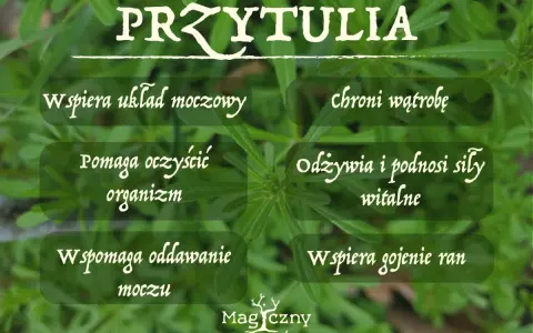 Przytulia czepna właściwości: wspiera układ moczowy, oczyszcza organizm, chroni wątrobę, odżywia i podnosi siły witalne, wspomaga oddawanie moczu i gojenie ran.