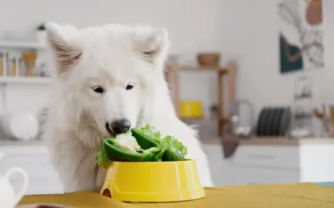 Biały pies samoyed zajada się papryką i sałatą, dostarczając sobie cennego błonnika.