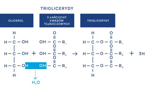 Schemat syntezy trójglicerydów, kluczowych dla metabolizmu i powiązanych z hiperlipidemią.