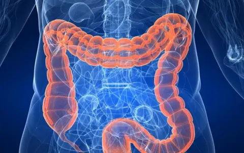 Anatomia jelita grubego, pomarańczowy, widoczny wewnątrz niebieskiego szkieletu ludzkiego. Badanie asamax.