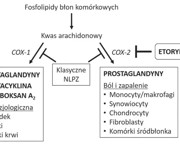 Schemat działania COX-1 i COX-2. Etorykoksib hamuje COX-2, wpływając na prostaglandyny związane z bólem i zapaleniem.