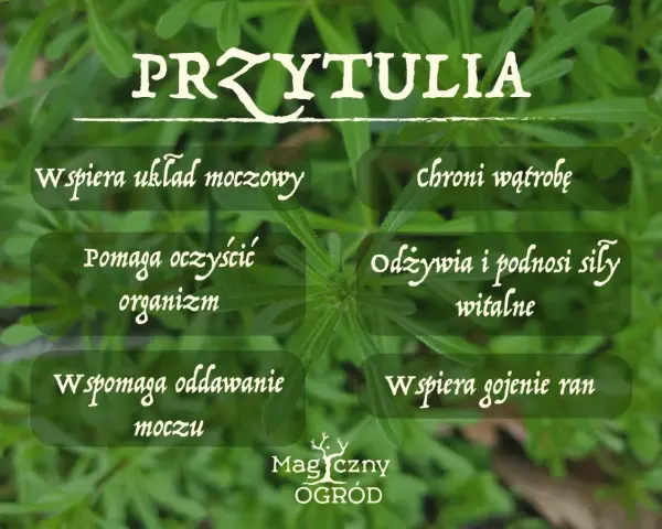 Przytulia czepna właściwości: wspiera układ moczowy, oczyszcza organizm, chroni wątrobę, odżywia i podnosi siły witalne, wspomaga oddawanie moczu i gojenie ran.