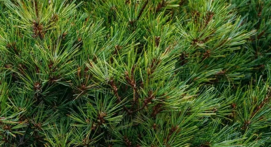 Gęste, zielone pedy sosny tworzą naturalny, leśny dywan.