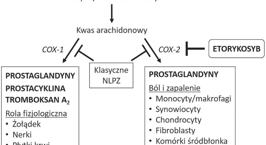 Schemat działania COX-1 i COX-2. Etorykoksib hamuje COX-2, wpływając na prostaglandyny związane z bólem i zapaleniem.
