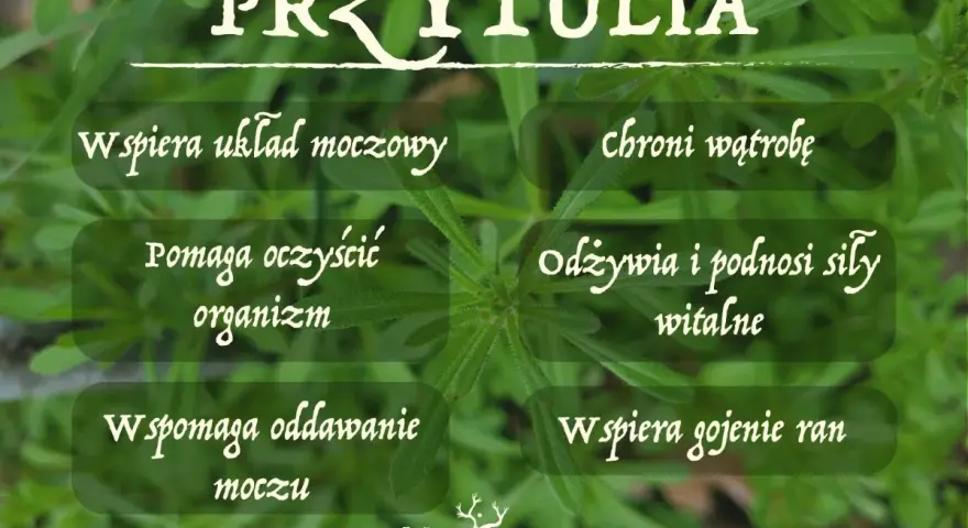 Przytulia czepna właściwości: wspiera układ moczowy, oczyszcza organizm, chroni wątrobę, odżywia i podnosi siły witalne, wspomaga oddawanie moczu i gojenie ran.