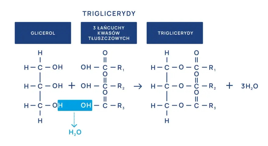 Schemat syntezy trójglicerydów, kluczowych dla metabolizmu i powiązanych z hiperlipidemią.