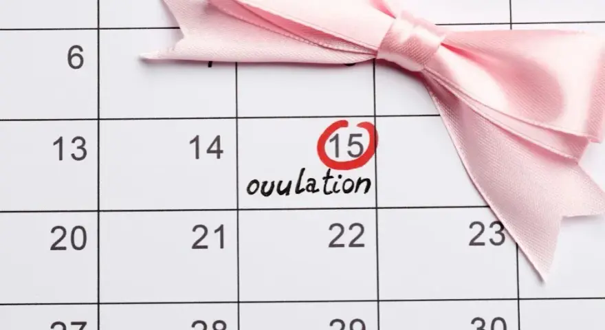 Ile dni po owulacji jest się płodnym? Odkryj kluczowe informacje