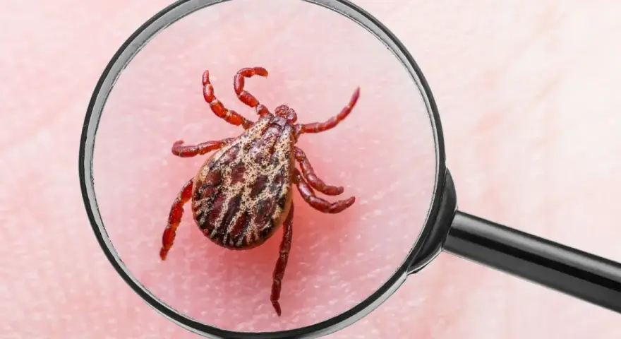 Kleszcz pod lupą, przypominający o zagrożeniu kleszczowym zapaleniem mózgu.