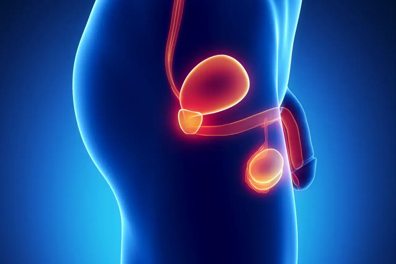 Anatomia męskiego układu rozrodczego, z widoczną prostatą, pęcherzem i jądrami. Może symbolizować zapalenie prostaty.