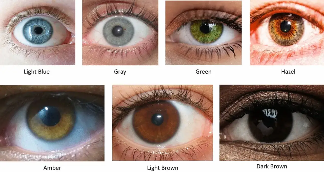 Kolekcja oczu: niebieskie, szare, zielone, piwne, bursztynowe, jasnobrązowe, ciemnobrązowe. Rzadka heterochromia może sprawić, że jedno oko będzie miało inny kolor.