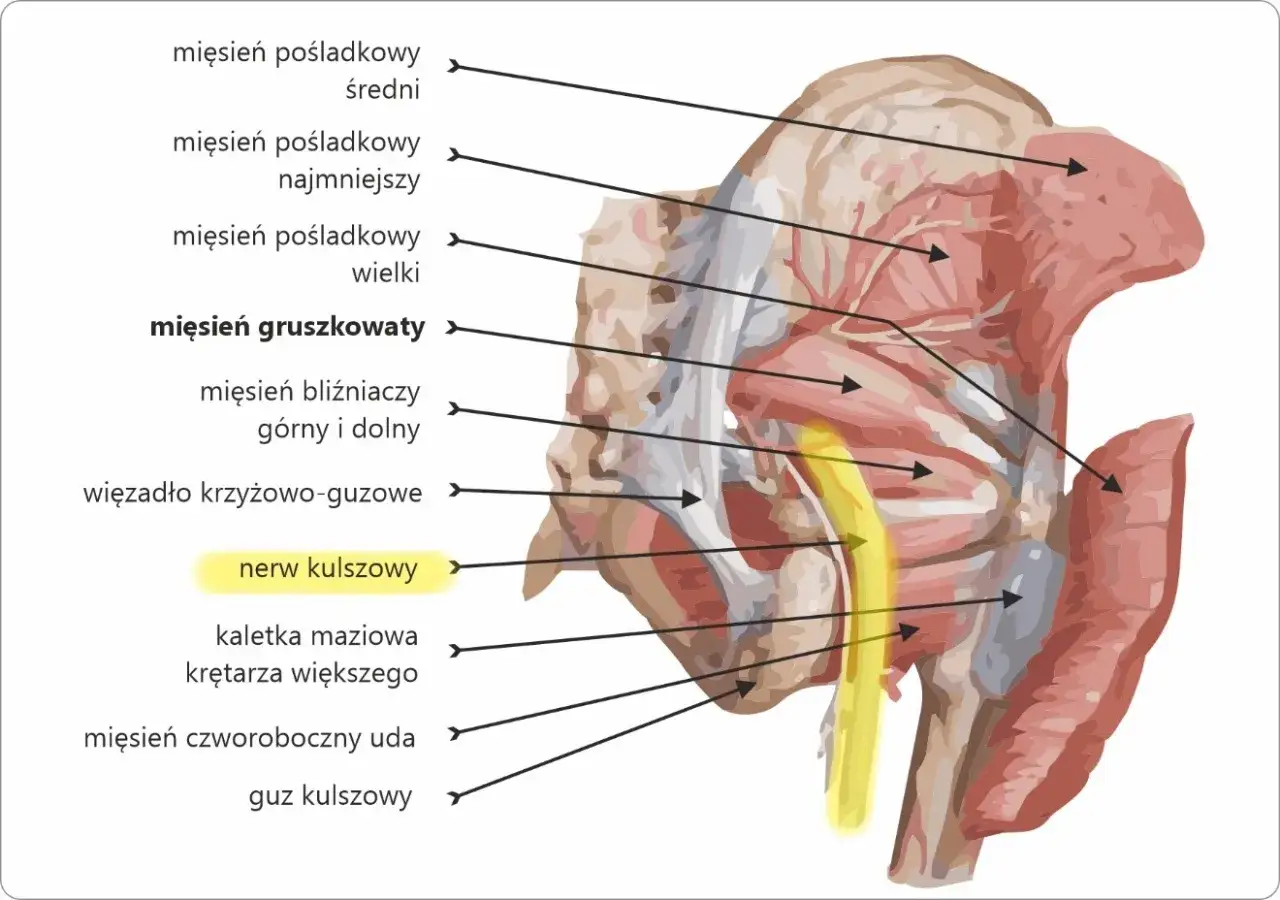 Anatomia miednicy: mięsień gruszkowaty i biegnący obok niego nerw kulszowy.