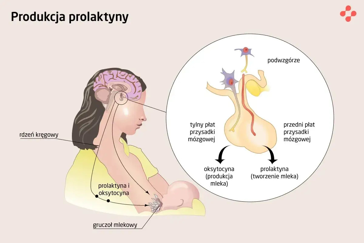 Ilustracja pokazuje mechanizm produkcji prolaktyny i oksytocyny podczas karmienia piersią. Badanie prolaktyny jest kluczowe dla zrozumienia tego procesu.